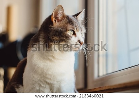 Beautiful cat sits on balcony and looks outside through window. Pet is sad. Head close-up. Theme of animals.