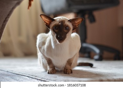 A Beautiful Cat Sits On The Floor And Prepares To Jump Forward.