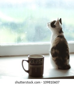 Beautiful Cat Sitting On A Window