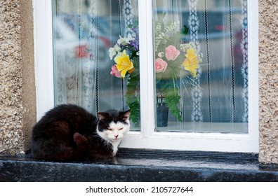 Beautiful Cat Sitting On Windowsill Outside House 