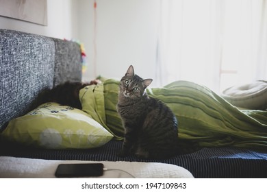 Beautiful Cat Is Sleeping On A Soft Bed With Its Mistress In Natural Light From The Window In The Early Morning.