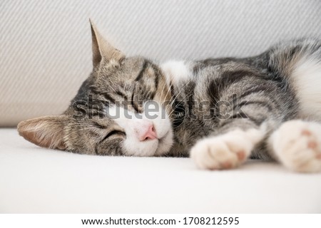 Beautiful cat sleeping on a white sofa