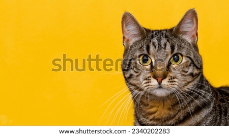 beautiful cat staring at camera on yellow background