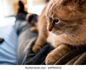 beautiful cat takes a rest on the owner - Shutterstock ID 649905313