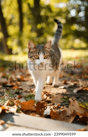 A beautiful cat walks outside, a street cat in a beautiful autumn park