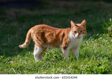 A beautiful cat walks and plays on the territory of the house