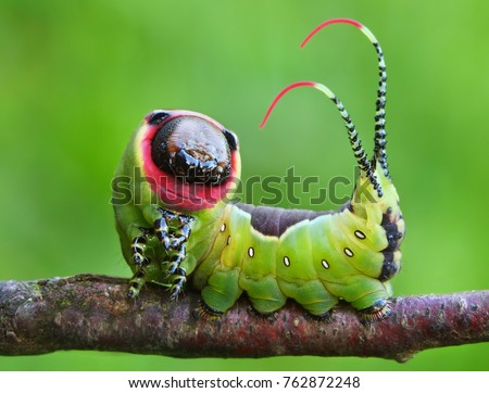 Beautiful caterpillar in a frightening pose