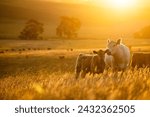 beautiful cattle in Australia  eating grass, grazing on pasture. Herd of cows free range beef being regenerative raised on an agricultural farm. Sustainable farming of food crops. 