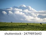 beautiful cattle in Australia  eating grass, grazing on pasture. Herd of cows free range beef being regenerative raised on an agricultural farm. Sustainable farming  on rolling green hills