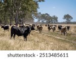 beautiful cattle in Australia  eating grass, grazing on pasture. Herd of cows free range beef being regenerative raised on an agricultural farm. Sustainable farming 