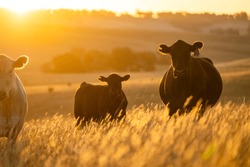 Beautiful Cattle In Australia  Eating Grass, Grazing On Pasture. Herd Of Cows Free Range Beef Being Regenerative Raised On An Agricultural Farm. Sustainable Farming Of Food Crops. 