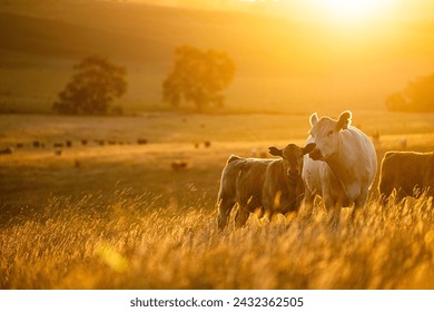 beautiful cattle in Australia  eating grass, grazing on pasture. Herd of cows free range beef being regenerative raised on an agricultural farm. Sustainable farming of food crops.  - Powered by Shutterstock