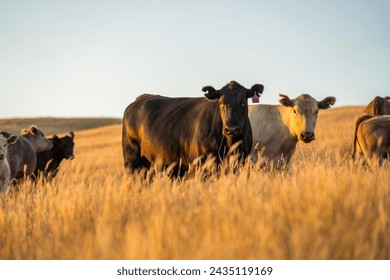 beautiful cattle in Australia  eating grass, grazing on pasture. Herd of cows free range beef being regenerative raised on an agricultural farm. Sustainable farming 