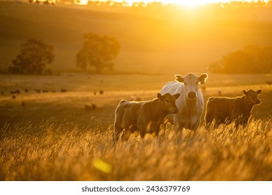 beautiful cattle in Australia  eating grass, grazing on pasture. Herd of cows free range beef being regenerative raised on an agricultural farm. Sustainable farming  - Powered by Shutterstock