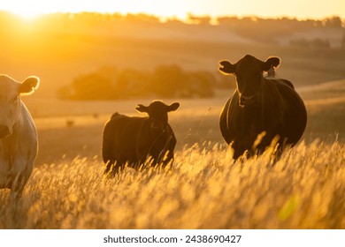 beautiful cattle in Australia  eating grass, grazing on pasture. Herd of cows free range beef being regenerative raised on an agricultural farm. Sustainable farming of food crops.  - Powered by Shutterstock