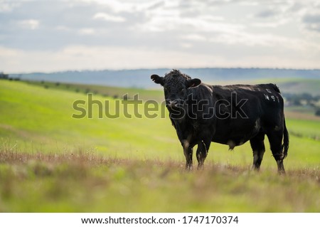 beautiful cattle in Australia  eating grass and hay.