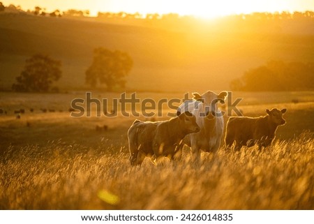 beautiful cattle in Australia  eating grass, grazing on pasture. Herd of cows free range beef being regenerative raised on an agricultural farm. Sustainable farming of food crops. Cow in field 