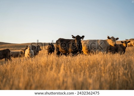 beautiful cattle in Australia  eating grass, grazing on pasture. Herd of cows free range beef being regenerative raised on an agricultural farm. Sustainable farming of food crops. 
