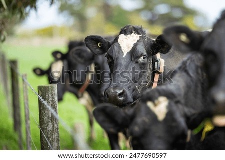 beautiful cattle in Australia  eating grass, grazing on pasture. Herd of cows free range beef being regenerative raised on an agricultural farm. Sustainable farming 