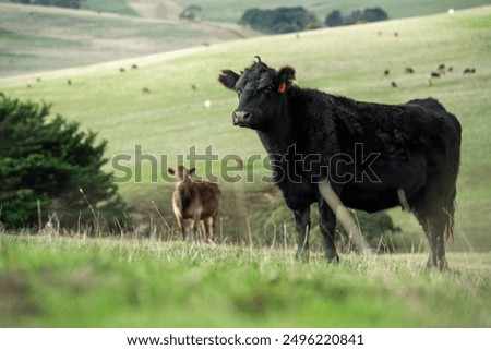 beautiful cattle in Australia  eating grass, grazing on pasture. Herd of cows free range beef being regenerative raised on an agricultural farm. Sustainable farming 