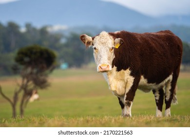 Beautiful Cattle And Cow In Australia, Wagyu Cows In A Field, Close Up, Beef And Animal.