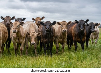 beautiful cattle and cow in Australia, Wagyu cows in a field, close up, beef and animal.