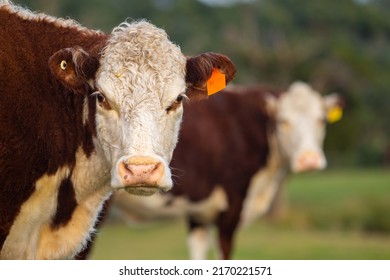 Beautiful Cattle And Cow In Australia, Wagyu Cows In A Field, Close Up, Beef And Animal.