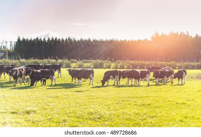 Beautiful Cattle Farm During Sunset With Beautiful Ray Of Sun, New Zealand