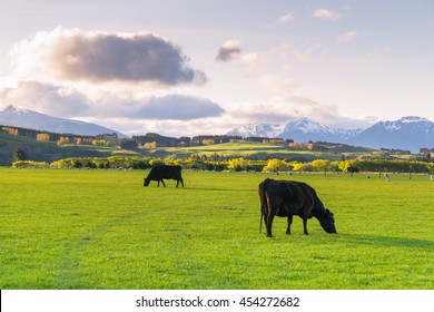 Beautiful cattle farm, New Zealand