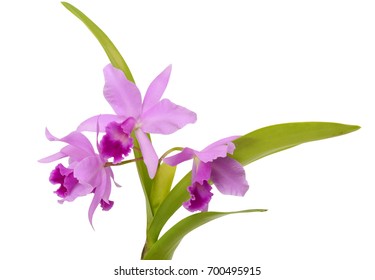 beautiful Cattleya orchid flowers isolated on White background