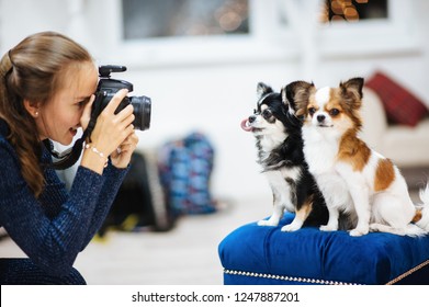 beautiful caucasian girl photographer with camera taking picture of little dogs in studio