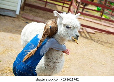 Beautiful caucasian toddler girl holding and embrace white furry alpaca lama camel