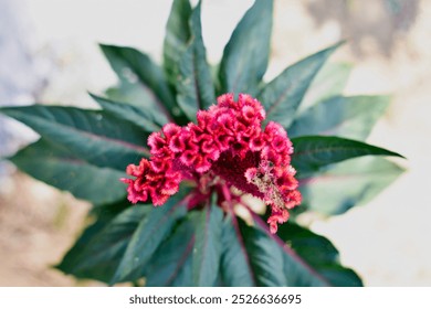 A beautiful celosia flower vibrant colors - Powered by Shutterstock