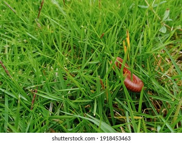 A Beautiful Centipede Among The Green Grass