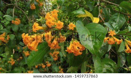 beautiful Cestrum aurantiacum orange cestrum jessamine  yellow cestrum flower blooms 