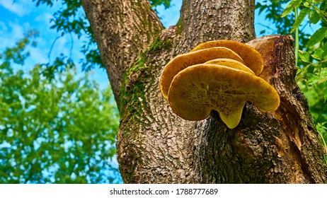 beautiful chaga mushroom on the trunk of a tree