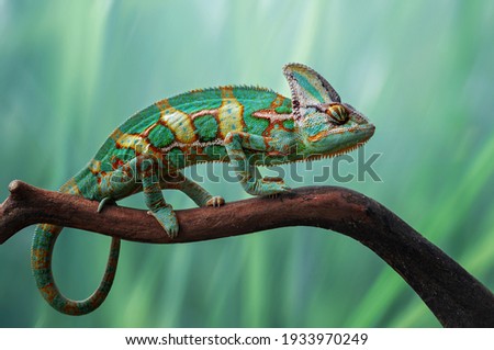 beautiful chameleon on the wood