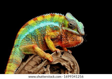 Beautiful of chameleon panther, chameleon panther on branch, chameleon panther closeup, Chameleon panther on dry leaves with black backround,
