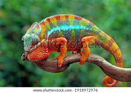 Beautiful of chameleon panther, chameleon panther on branch, chameleon panther climbing on branch