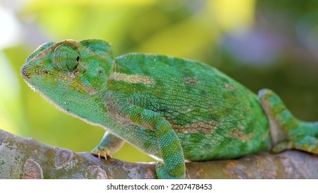 40,884 Beautiful Chameleon Images, Stock Photos & Vectors | Shutterstock