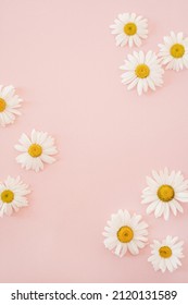 Beautiful chamomile daisy flower on neutral pink background. Minimalist floral concept with copy space. Creative still life summer, spring background - Shutterstock ID 2120131589
