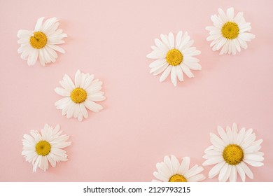Beautiful chamomile daisy flower on neutral pink background. Minimalist floral template - Shutterstock ID 2129793215