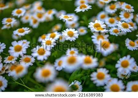 Image, Stock Photo small white Flower Plant