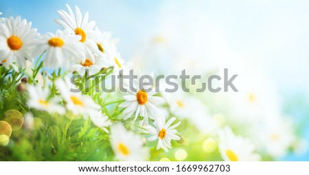 Beautiful chamomile flowers in meadow. Spring or summer nature scene with blooming daisy in sun flares. Soft focus.