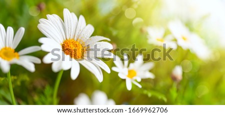Similar – Image, Stock Photo Daisies in the meadow, dandelions blooming in the background