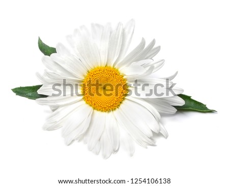 Beautiful chamomile flowers on white background
