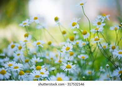 Beautiful Chamomiles Field At The Sun, Shallow Depth Of Field