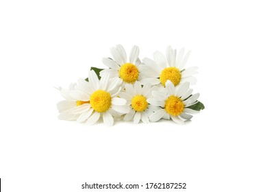 Beautiful chamomiles isolated on white background. Flowers