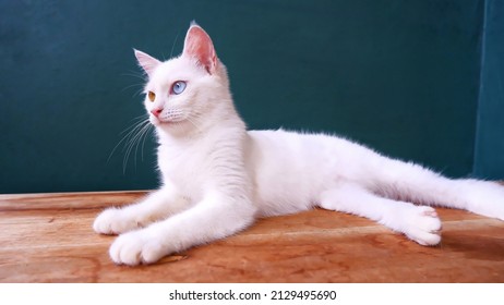 Beautiful and charming cat eyes. White cat with different eyes on the table. Cat with heterochromia eyes - Odd eyes. Selective focus. 
