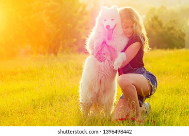 beautiful and charming curly blonde smiling toothy woman in denim shorts are sitting at glass hugging a white fluffy cute samoyed dog in the summer park sunset rays field background .adored pet idea